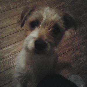 Meet your Posher, Susan